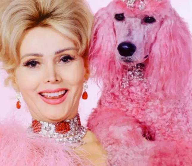 Zsa Zsa Gabor With A Pink Poodle Explained Later In The Quiz 7591